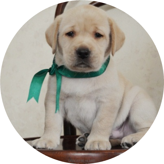 男の子(グリーン母犬サラ)(A child of ソロモン & サラ) 男の子(グリーン母犬サラ)